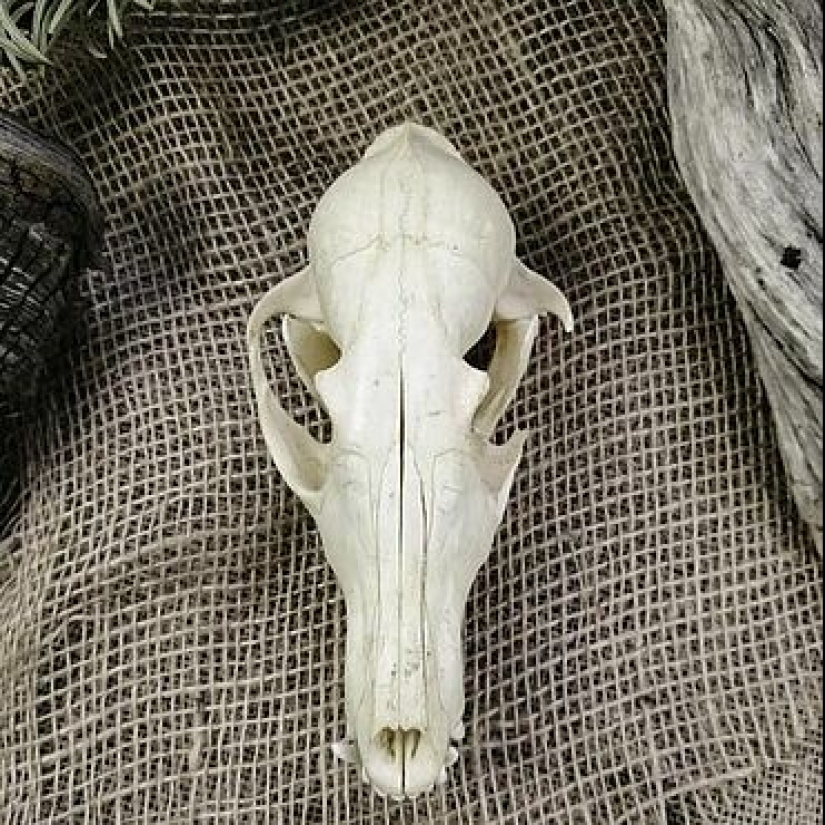 ¿Por qué el zorro tiene el hocico puntiagudo? ¿Por qué el zorro tiene el hocico puntiagudo?