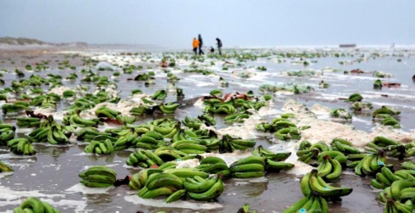 Por qué en los viejos tiempos los marineros se negaban categóricamente a llevar plátanos a bordo Por qué en los viejos tiempos los marineros se negaban categóricamente a llevar plátanos a bordo