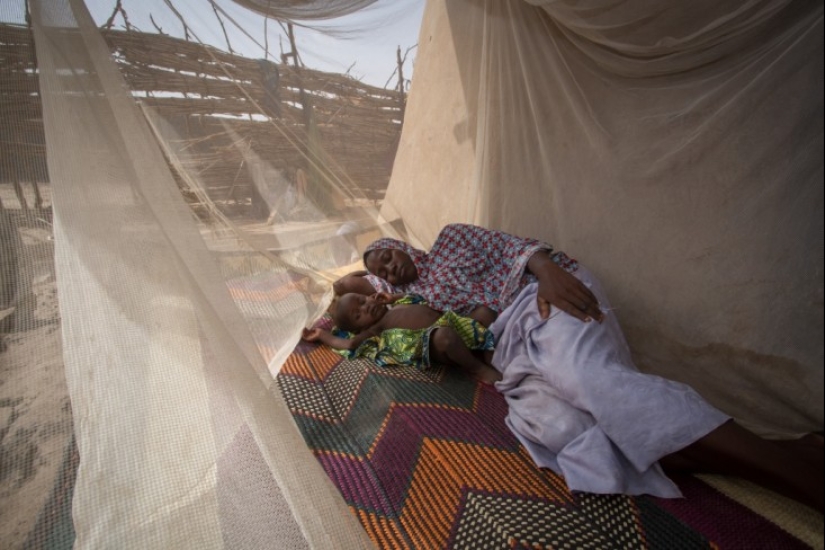 Por qué la humanidad no puede deshacerse de los mosquitos Por qué la humanidad no puede deshacerse de los mosquitos