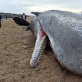¿Por qué las ballenas explotar? Como para los gigantes de la mar, ocurre un desastre, a escala local