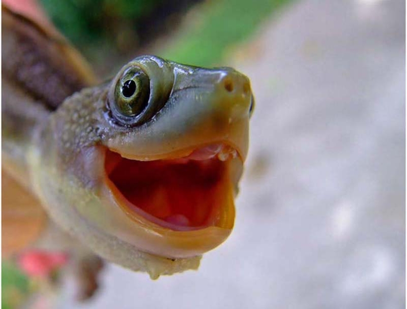 Por qué las tortugas son mejores que los gatos