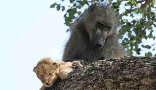 ¿Por qué los babuinos robar pequeños cachorros