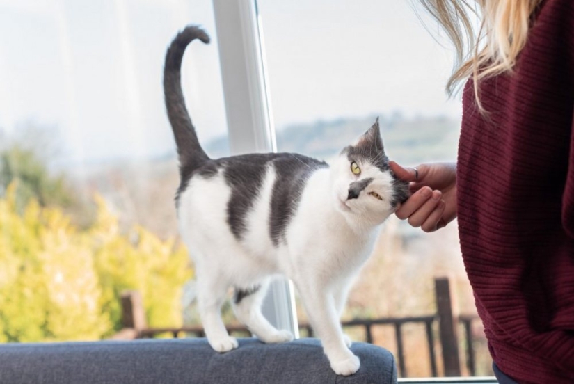 ¿Por qué los gatos arrojan objetos de la mesa? ¿Vale la pena luchar contra ello? ¿Por qué los gatos arrojan objetos de la mesa? ¿Vale la pena luchar contra ello?