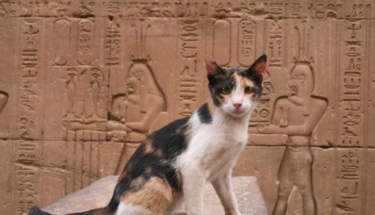 ¿Por qué los gatos eran tan amados y venerados en el antiguo Egipto? ¿Por qué los gatos eran tan amados y venerados en el antiguo Egipto?