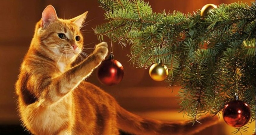 Por qué los gatos se sienten tan atraídos por los árboles de Navidad? Por qué los gatos se sienten tan atraídos por los árboles de Navidad?