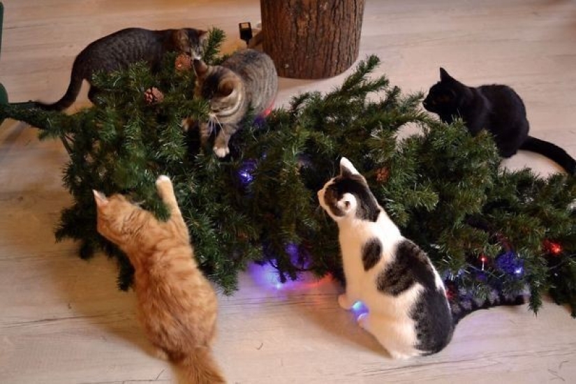 Por qué los gatos se sienten tan atraídos por los árboles de Navidad? Por qué los gatos se sienten tan atraídos por los árboles de Navidad?