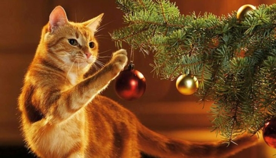 Por qué los gatos se sienten tan atraídos por los árboles de Navidad?