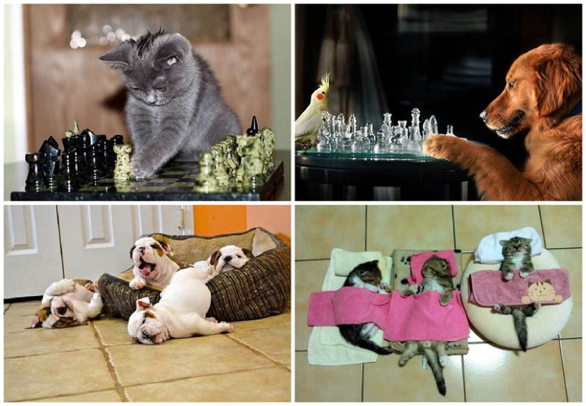 Por qué los gatos son mejores que los perros Por qué los gatos son mejores que los perros