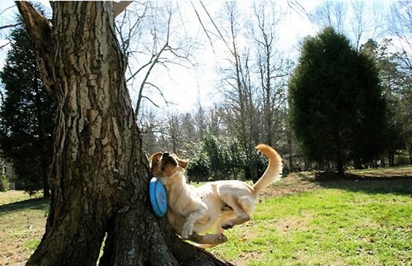 Por qué los gatos son mejores que los perros Por qué los gatos son mejores que los perros