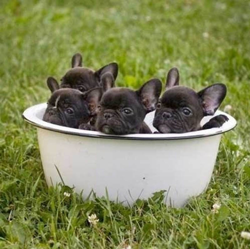 Por qué los gatos son mejores que los perros Por qué los gatos son mejores que los perros