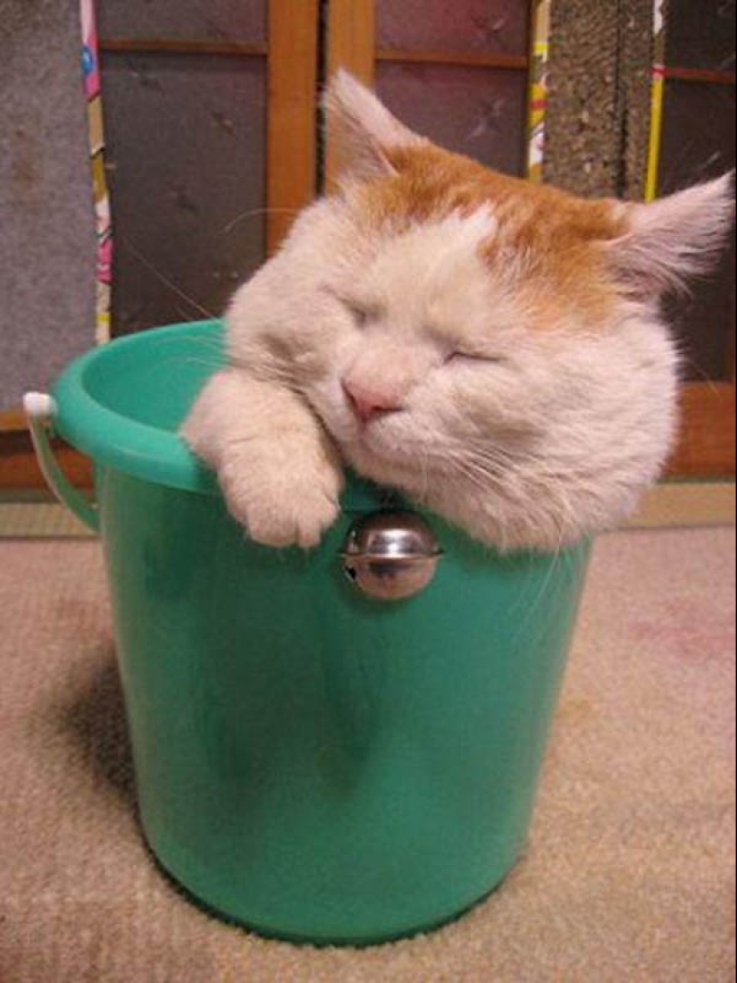 Por qué los gatos son mejores que los perros Por qué los gatos son mejores que los perros