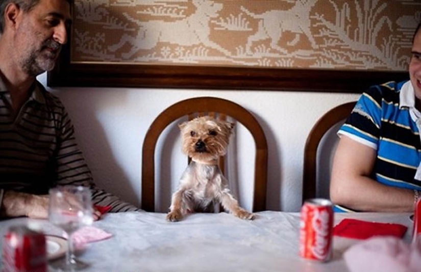 Por qué los gatos son mejores que los perros Por qué los gatos son mejores que los perros