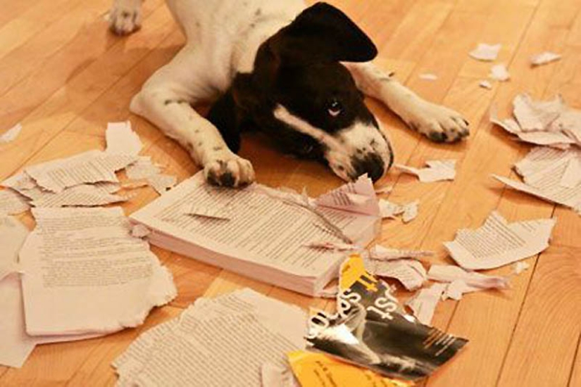 Por qué los gatos son mejores que los perros Por qué los gatos son mejores que los perros