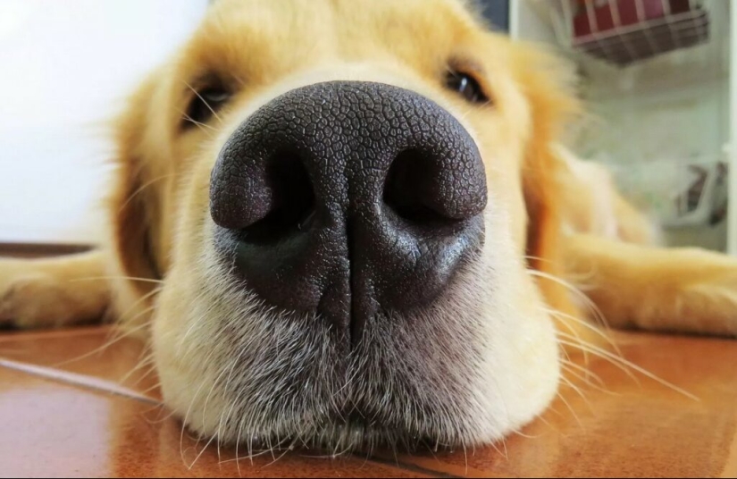 Por qué los gatos y los perros tienen la nariz húmeda y fría Por qué los gatos y los perros tienen la nariz húmeda y fría