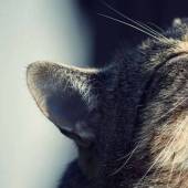 Por qué los gatos y los perros tienen la nariz húmeda y fría