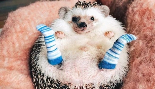 Por qué los médicos recomiendan dormir en calcetines: 5 razones importantes