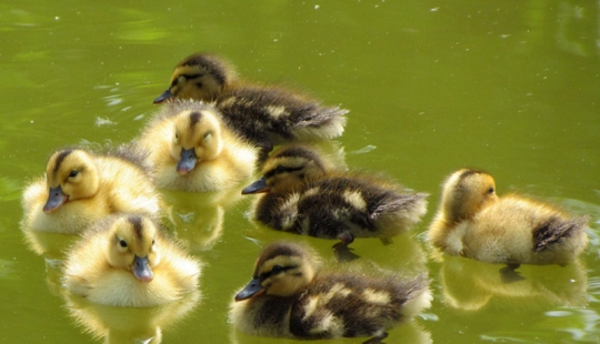 ¿Por qué los patitos son tan lindos? ¿Por qué los patitos son tan lindos?