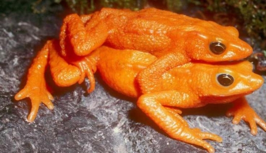Por qué los sapos arlequín machos se sientan en el cuello de sus elegidos durante seis meses Por qué los sapos arlequín machos se sientan en el cuello de sus elegidos durante seis meses
