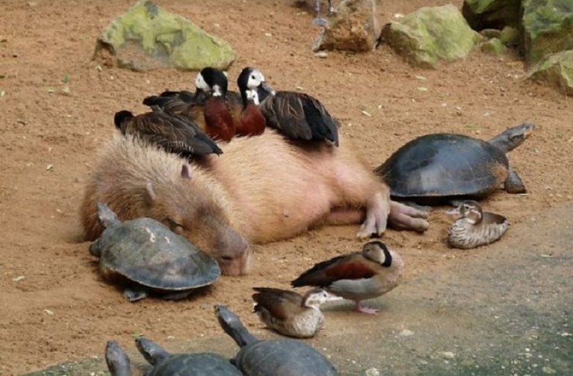¿Por qué todos los animales el amor capibaras