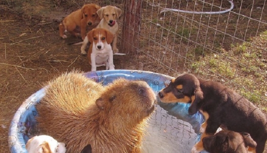 ¿Por qué todos los animales el amor capibaras ¿Por qué todos los animales el amor capibaras