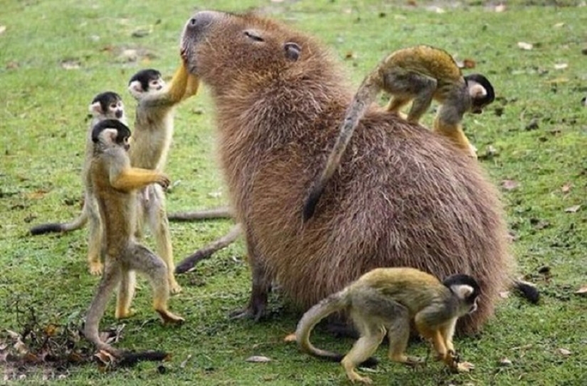 ¿Por qué todos los animales el amor capibaras