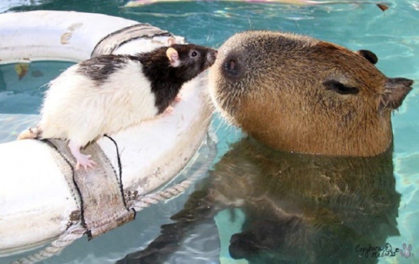 ¿Por qué todos los animales el amor capibaras