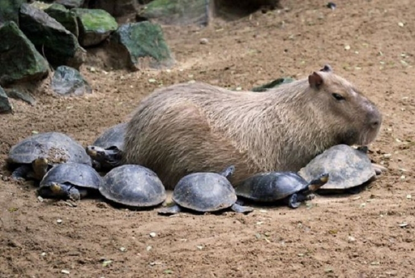 ¿Por qué todos los animales el amor capibaras