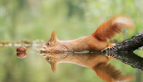 Positive from wildlife Positive from wildlife