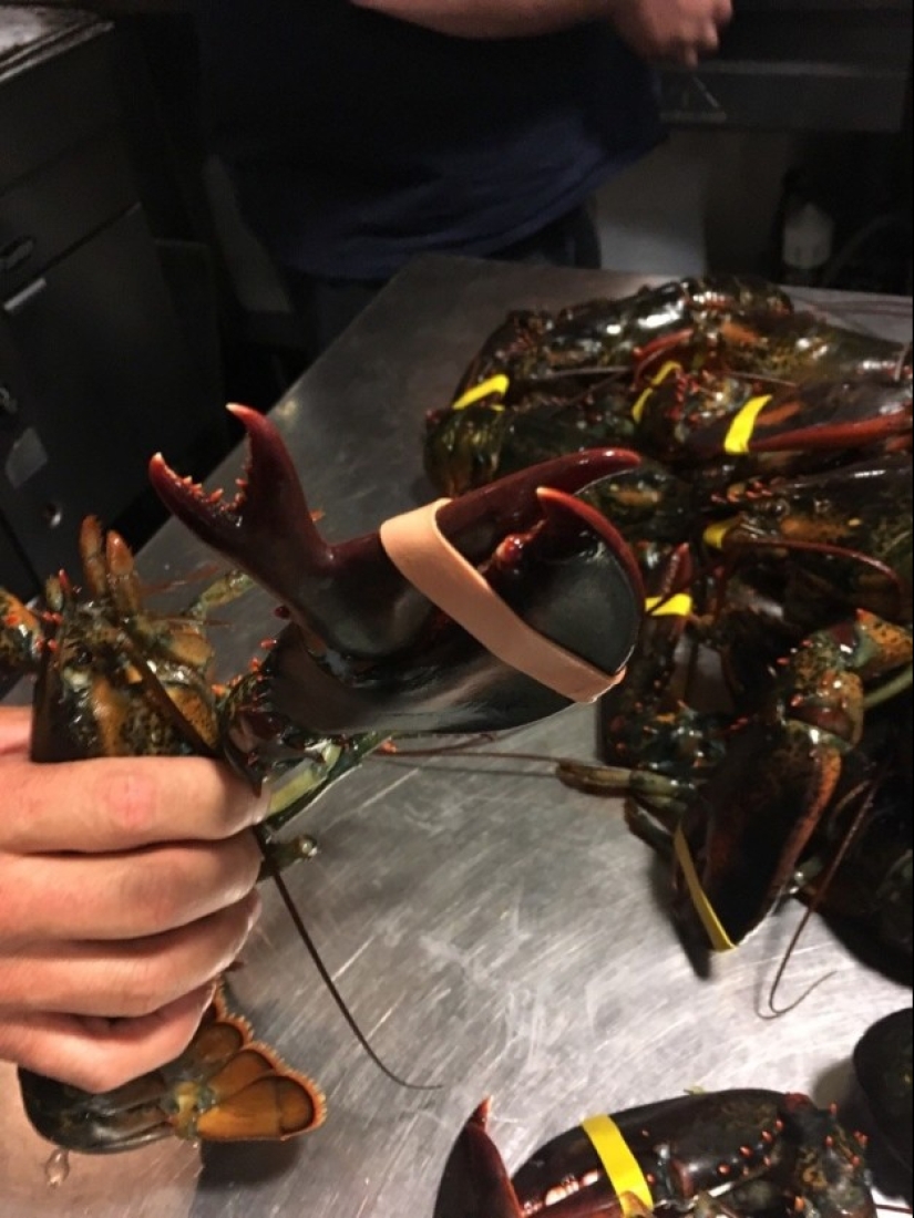 Products that will put you in a stupor just by their appearance