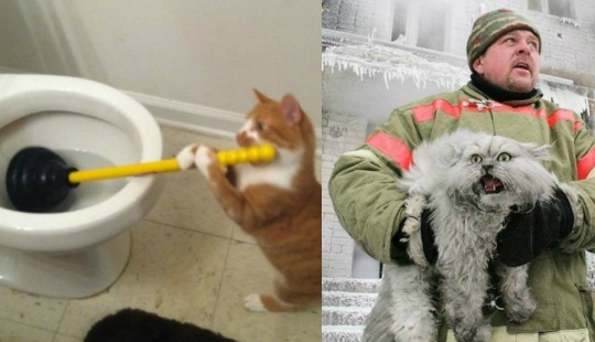 Prolongar la vida: es imposible mirar a estos gatos sin reírse Prolongar la vida: es imposible mirar a estos gatos sin reírse