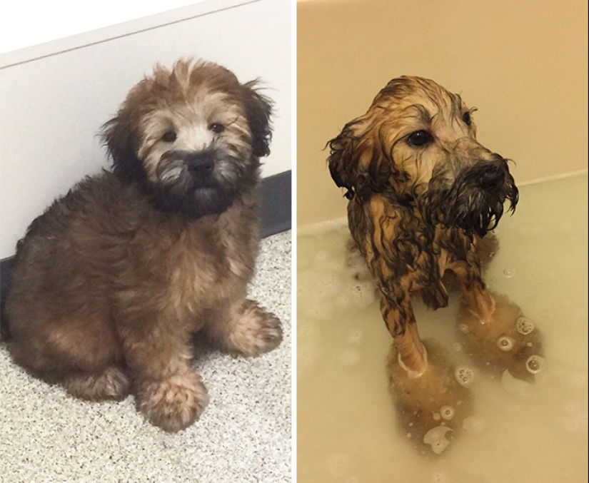Publicación para perros mojados: Perros divertidos antes y después del baño