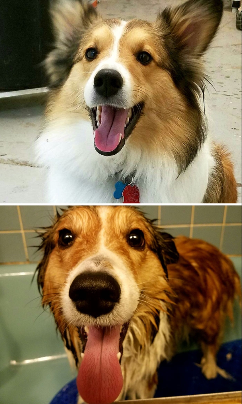 Publicación para perros mojados: Perros divertidos antes y después del baño