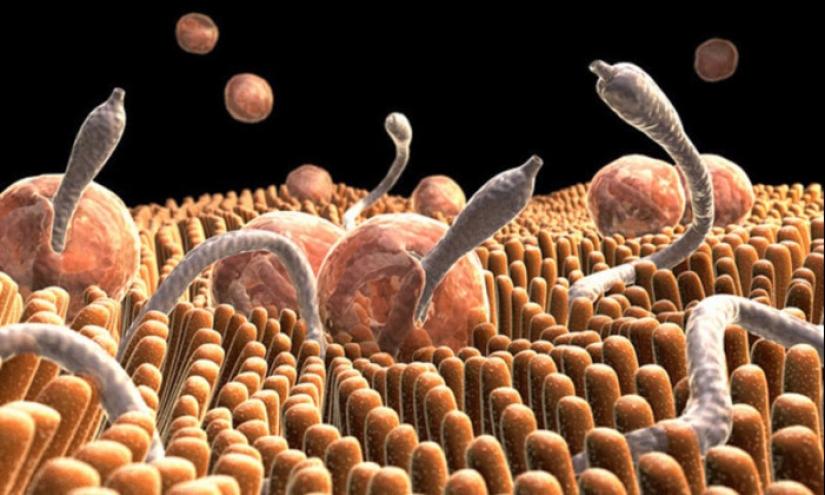 ¡Qué descanso! Enfermedades peligrosas que puedes contraer en el extranjero