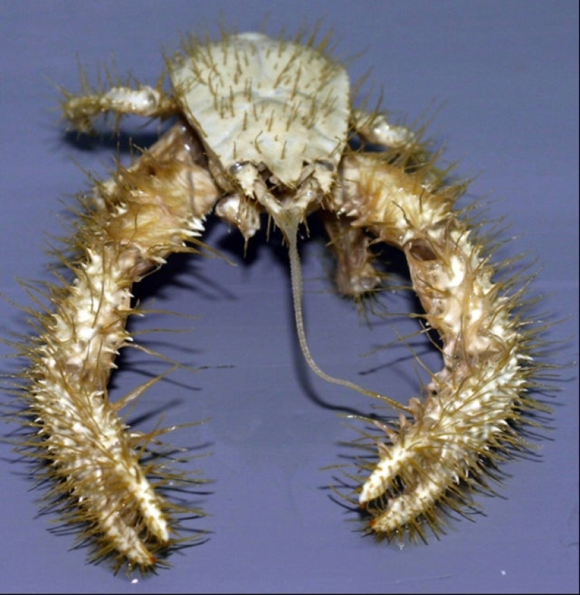 ¿Qué diablos es eso?! 20 fotos que representan cosas realmente extrañas