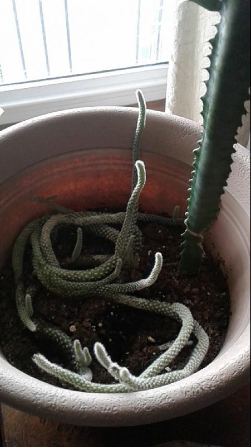 ¿Qué diablos es eso?! 20 fotos que representan cosas realmente extrañas