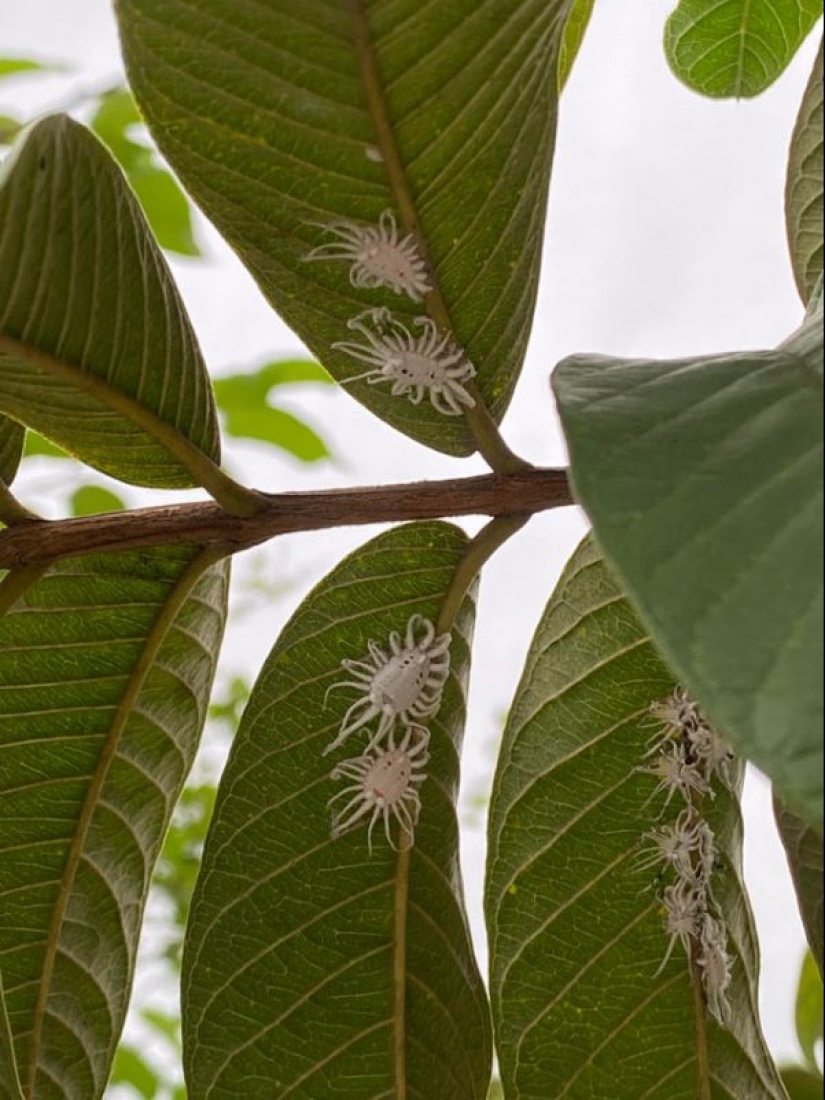 ¿Qué diablos es eso?! 20 fotos que representan cosas realmente extrañas