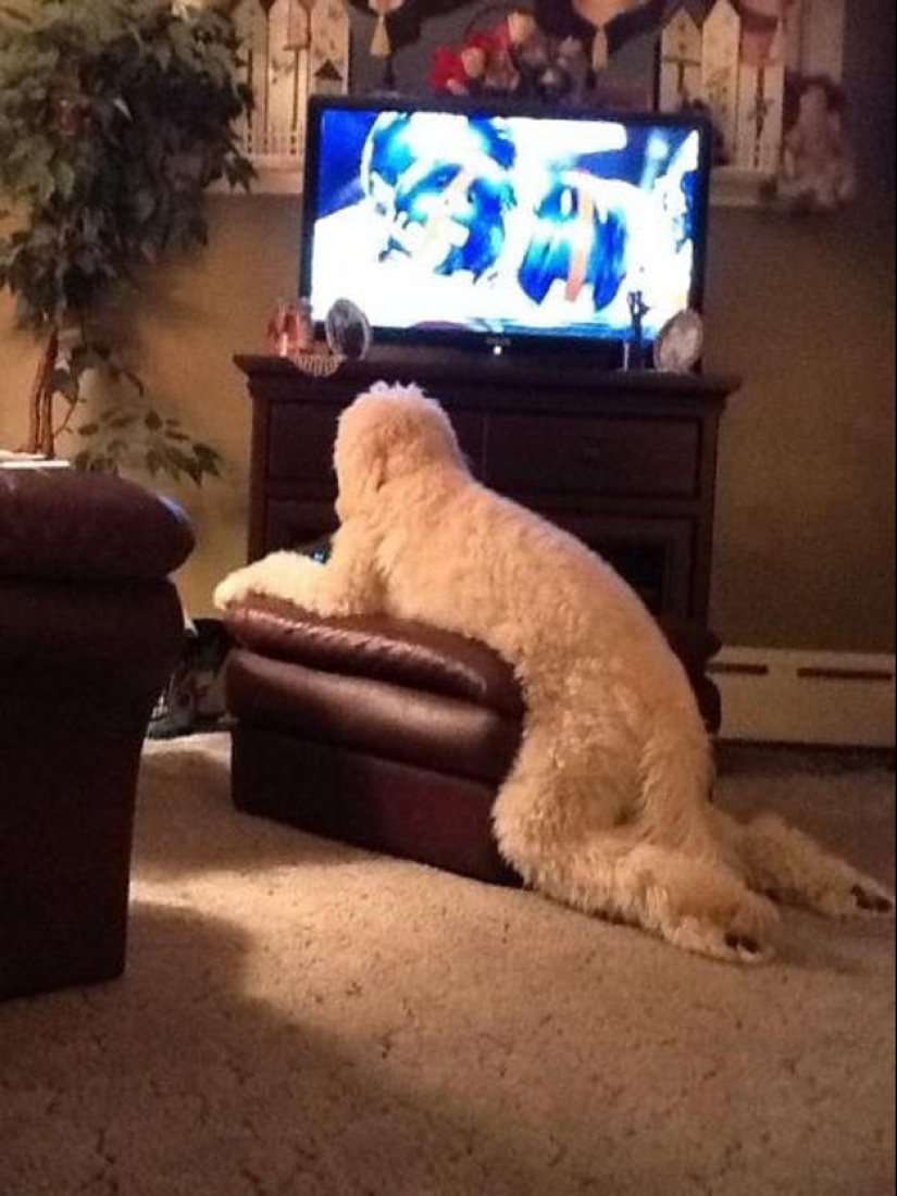 Qué está haciendo el perro cuando los dueños no están en casa