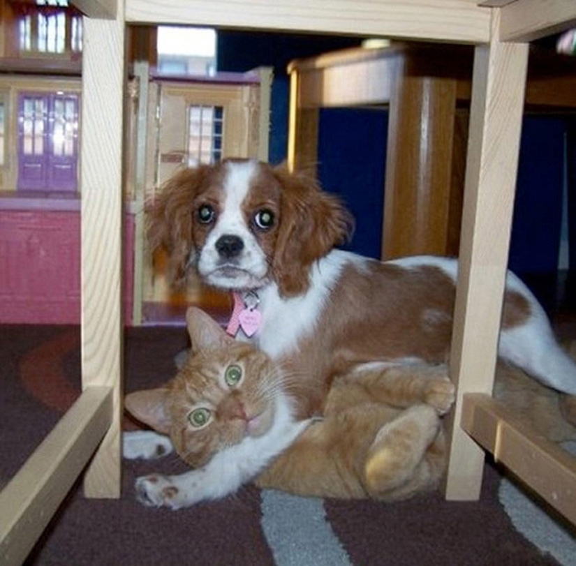 Qué está haciendo el perro cuando los dueños no están en casa