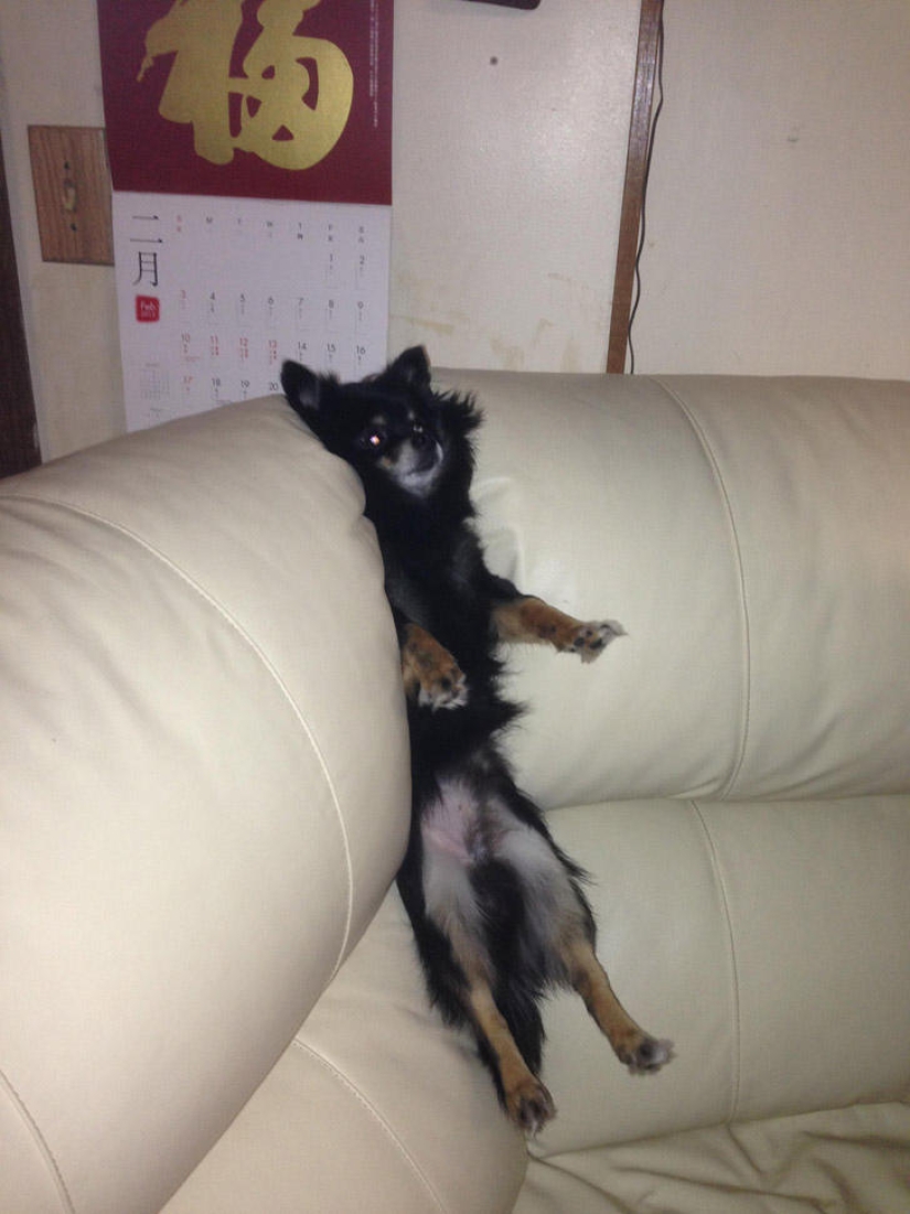 Qué está haciendo el perro cuando los dueños no están en casa