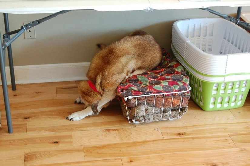 Qué está haciendo el perro cuando los dueños no están en casa