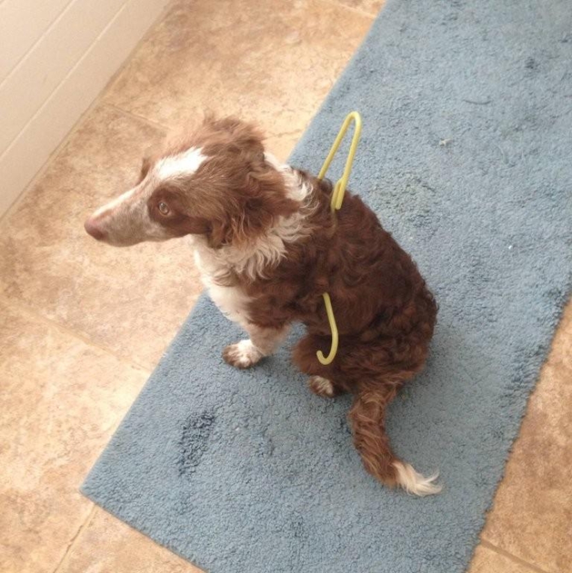 Qué está haciendo el perro cuando los dueños no están en casa