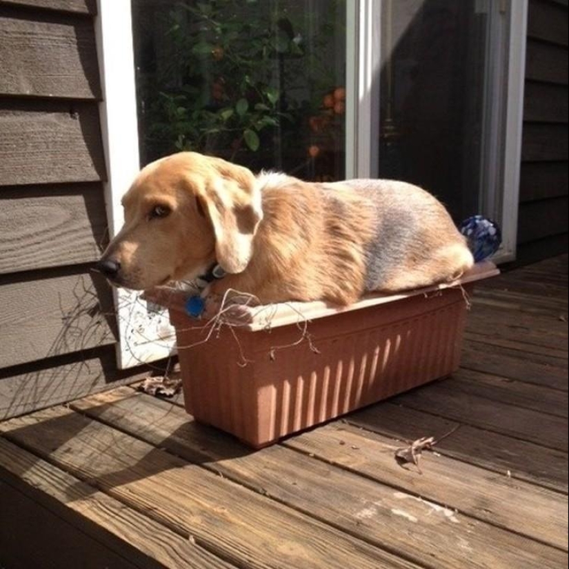 Qué está haciendo el perro cuando los dueños no están en casa