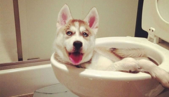 Qué está haciendo el perro cuando los dueños no están en casa Qué está haciendo el perro cuando los dueños no están en casa