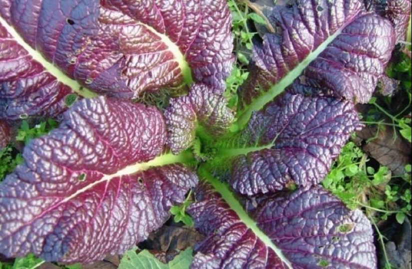 ¿Qué hicieron los Rusos crecen en el jardín antes de la aparición de patatas