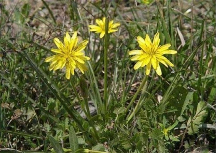¿Qué hicieron los Rusos crecen en el jardín antes de la aparición de patatas