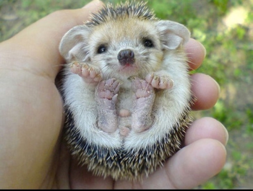 Qué lindo! 10+ animales jóvenes que no le permitirá estar triste Qué lindo! 10+ animales jóvenes que no le permitirá estar triste