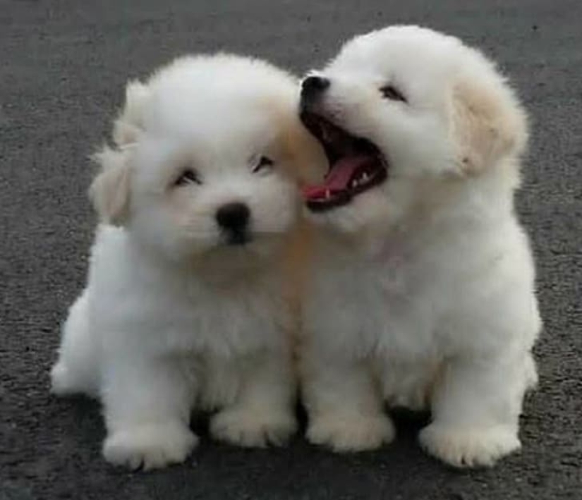 Qué lindo! 10+ animales jóvenes que no le permitirá estar triste Qué lindo! 10+ animales jóvenes que no le permitirá estar triste