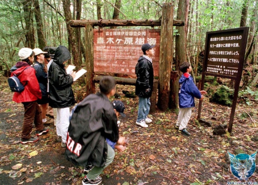 ¿Qué se esconde tras Aokigahara? El bosque de los suicidios en el corazón de Japón