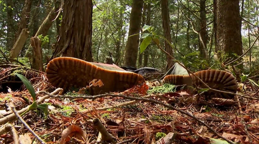 ¿Qué se esconde tras Aokigahara? El bosque de los suicidios en el corazón de Japón