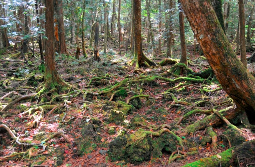 ¿Qué se esconde tras Aokigahara? El bosque de los suicidios en el corazón de Japón